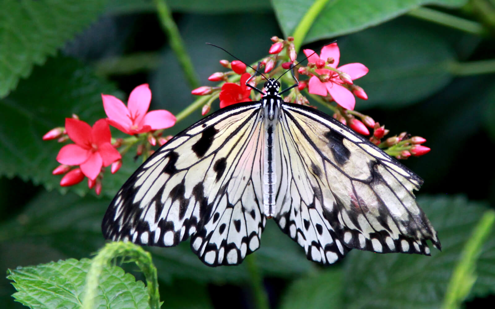 Niagara Parks Butterfly Conservatory Photos to Inspire a Visit » I've