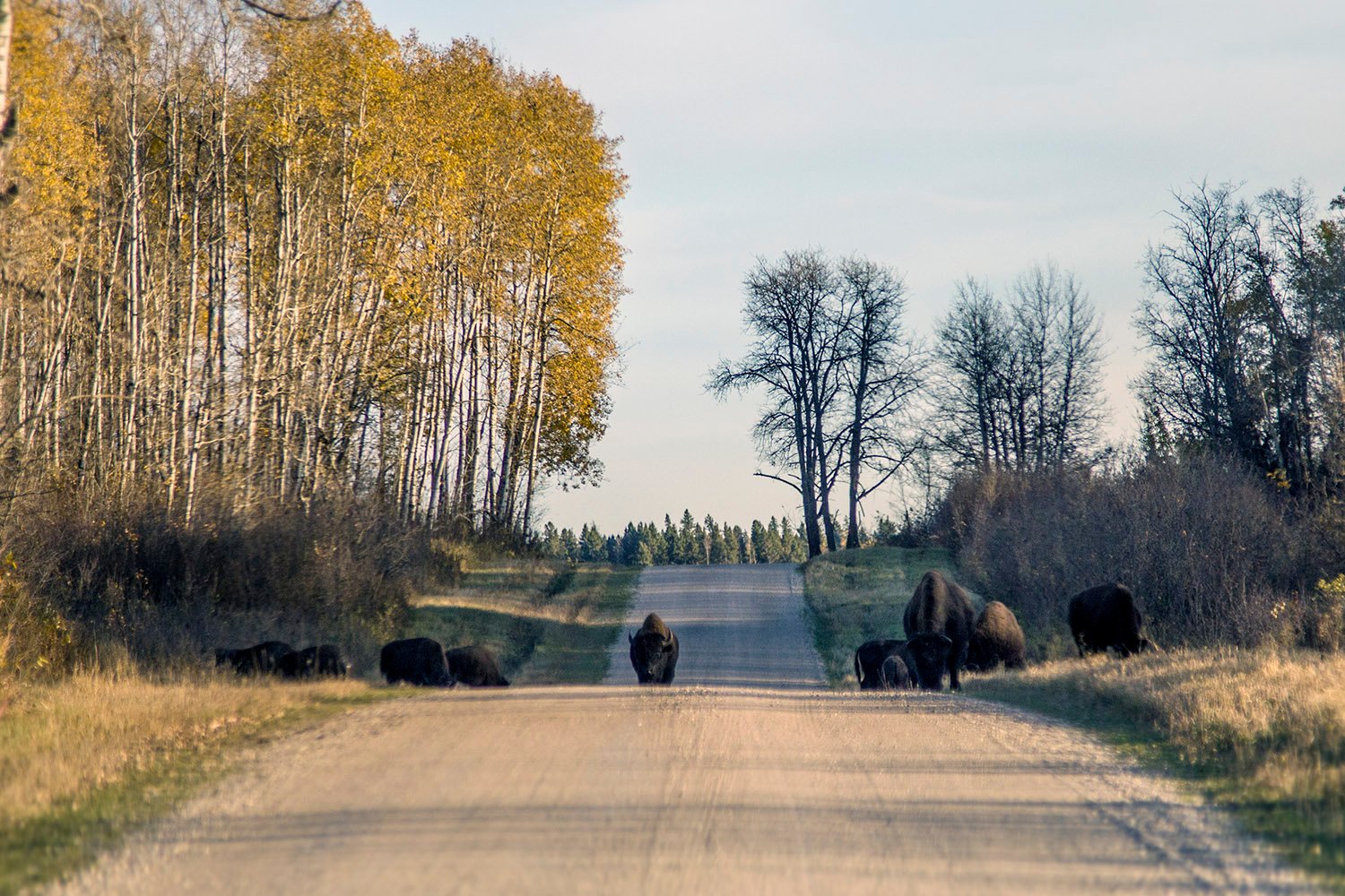 25+ Photos Guaranteed to Inspire a Manitoba Road Trip » I've Been Bit