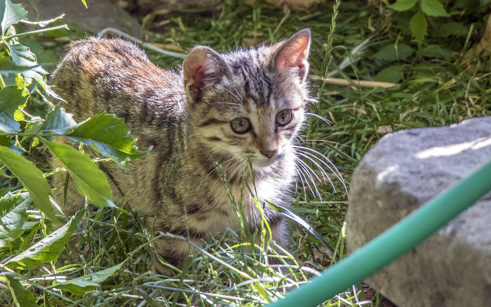 It's Not Just Istanbul, Say Hello to The Cats of Turkey » I've Been Bit
