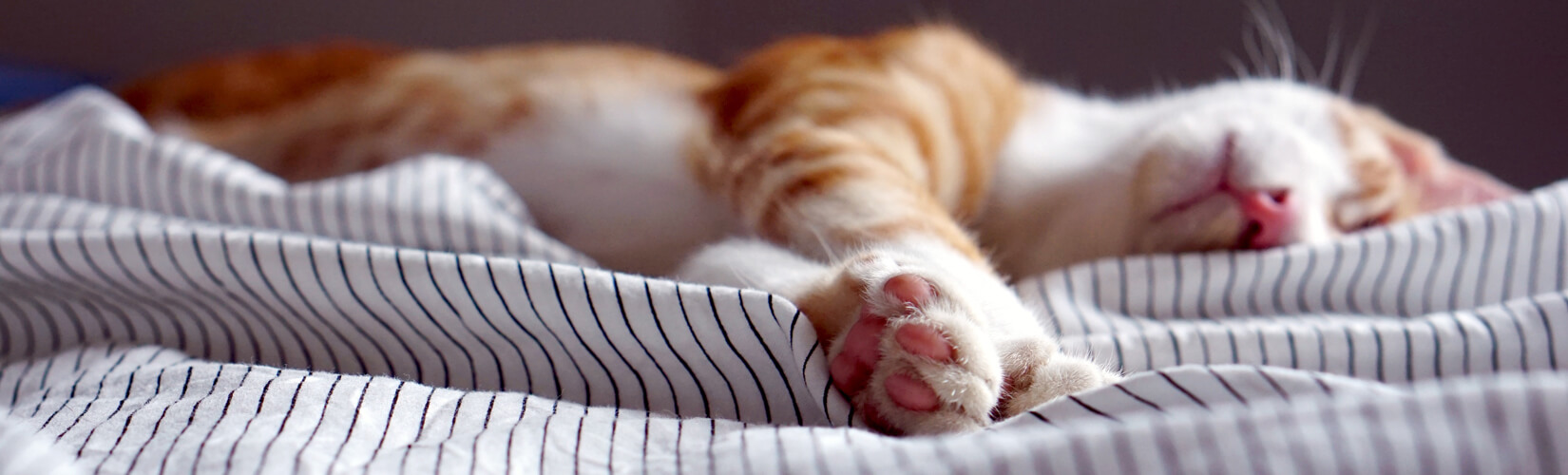 Hotels with Cats That Will Tickle Every Feline Lover's Fancy » I've