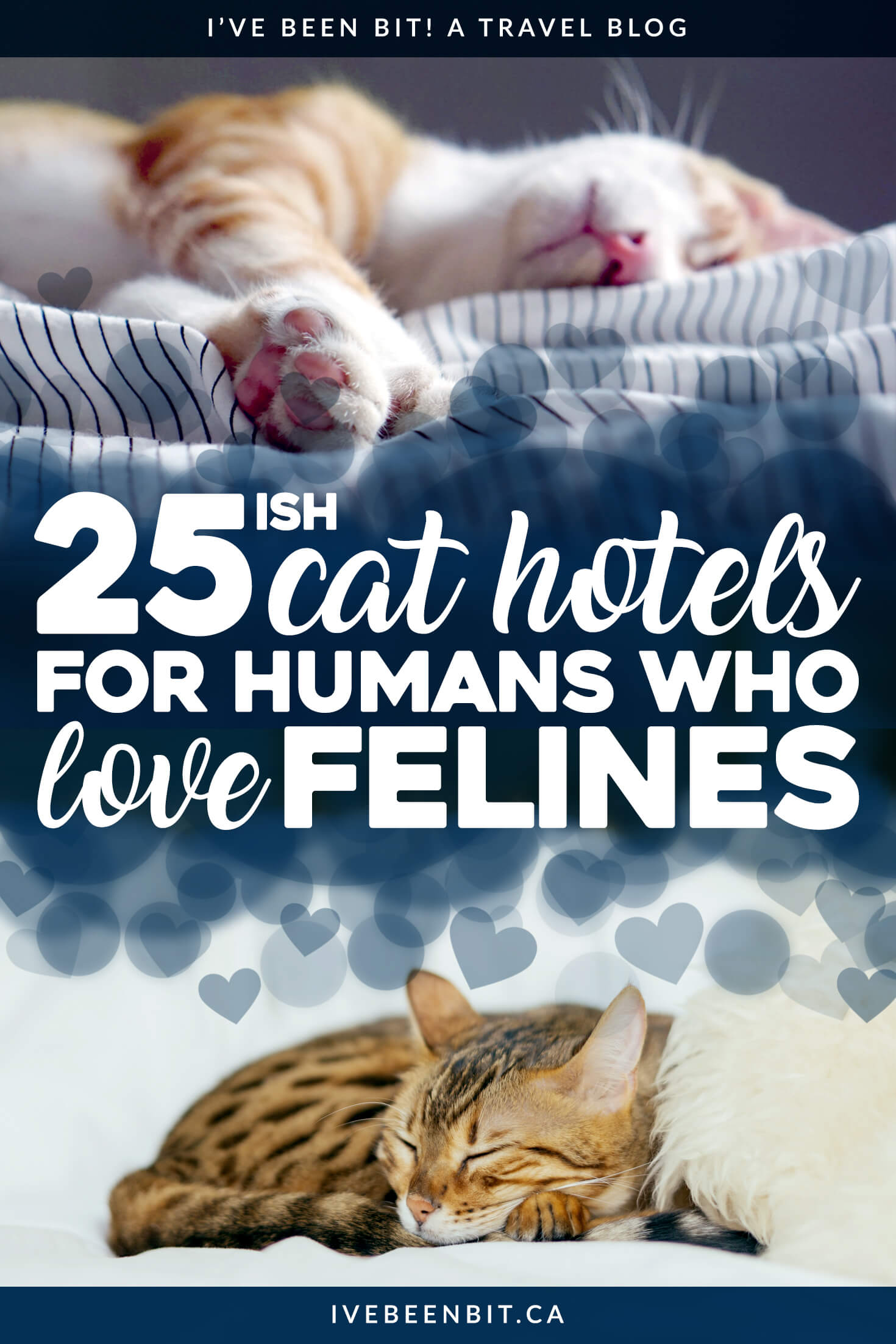 Hotels with Cats That Will Tickle Every Feline Lover's Fancy » I've