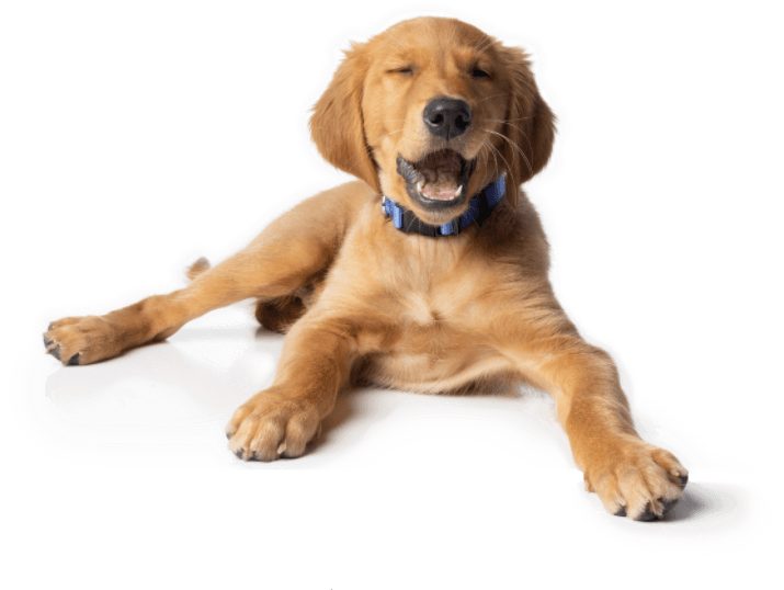 Pet Nutrition for Spayed and Neutered Dogs iVet