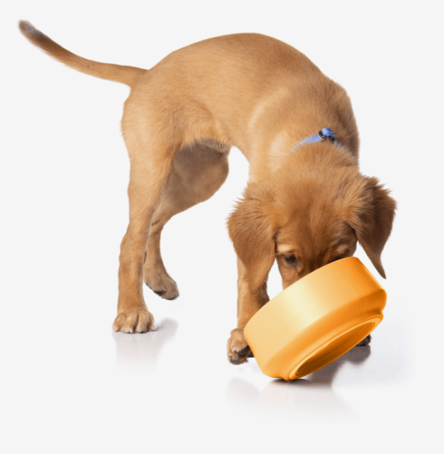 Pet Nutrition for Spayed and Neutered Dogs iVet