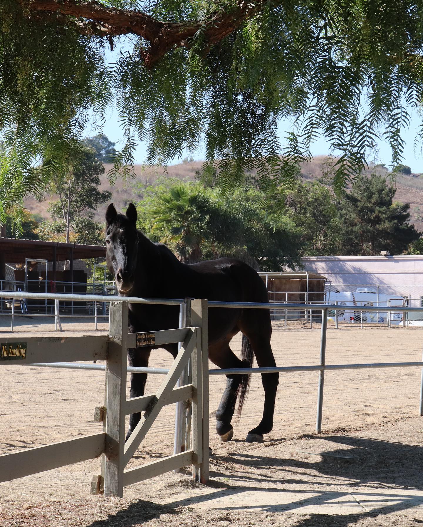Our Horses Ivey Ranch Park Association 501(c)(3) NonProfit