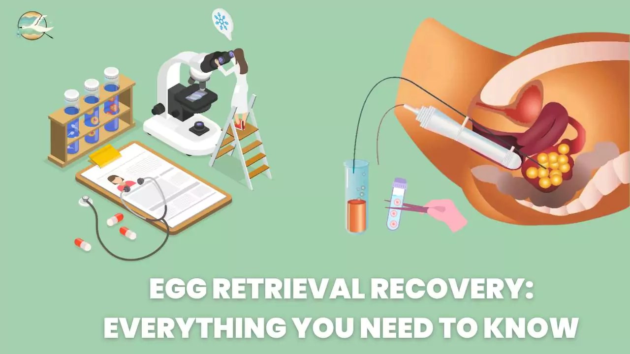 Egg Retrieval Recovery Everything You Need to Know 2023 IVFix