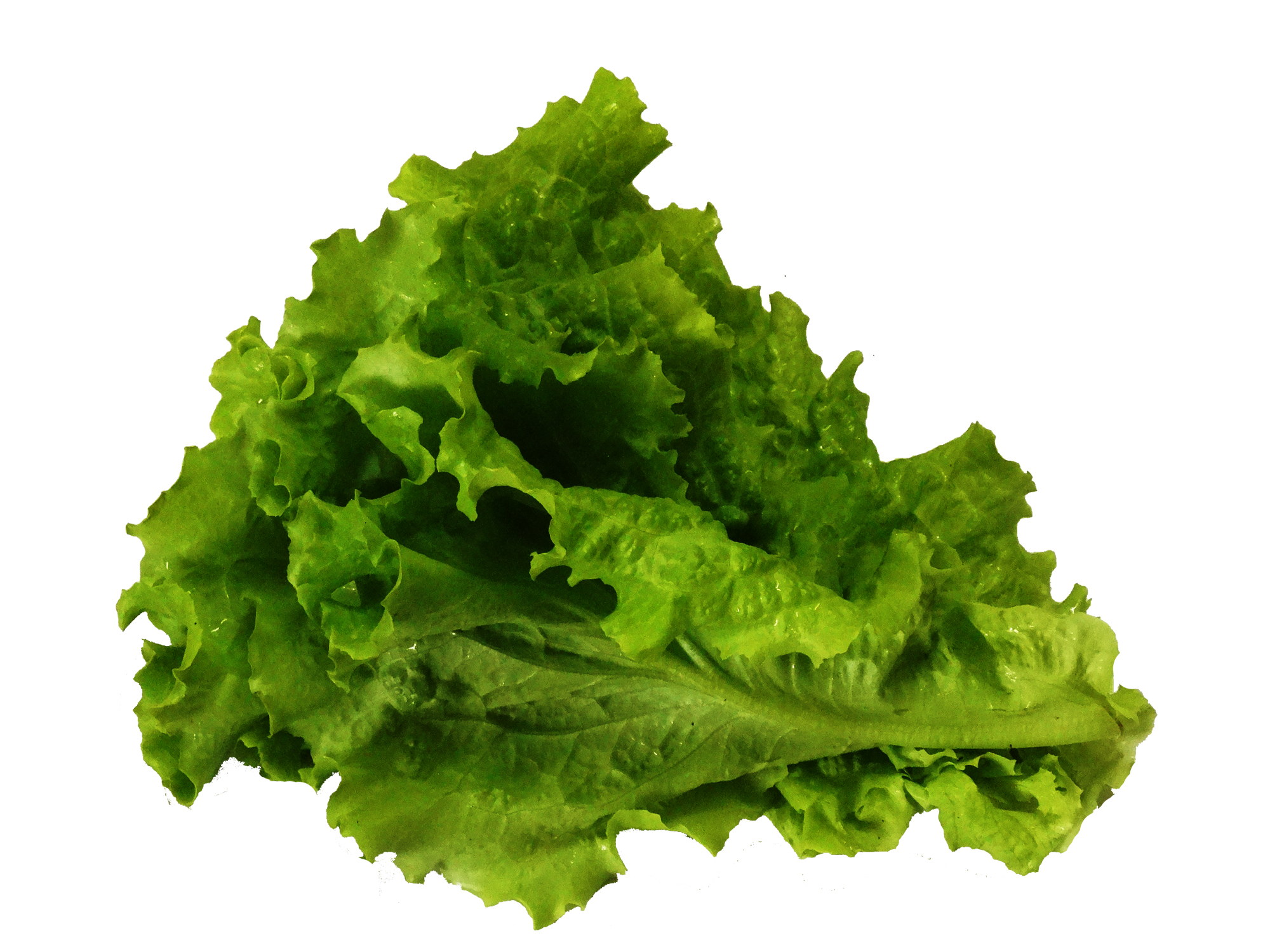 Green Leafy Lettuce Ivory Roots