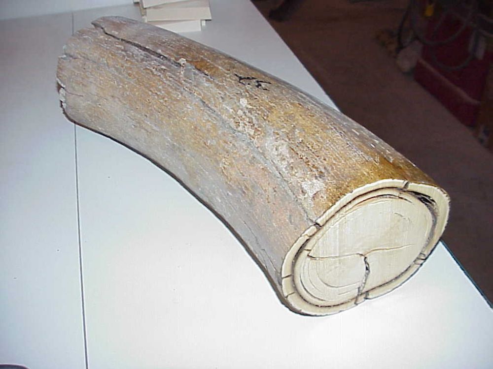 Mammoth Ivory Tusk Buyers