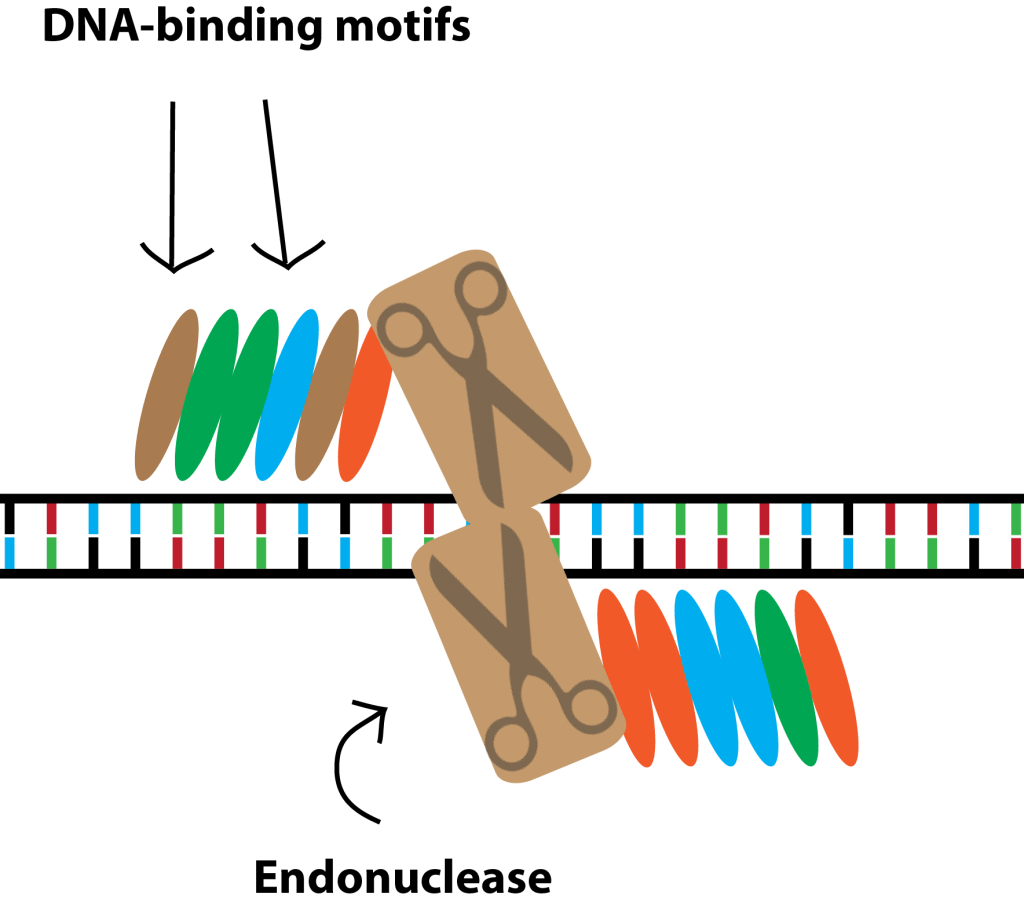 Gene editing How to cut DNA and manipulate genes The Ivory Embassy