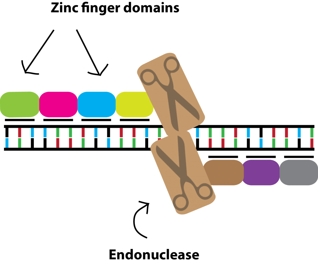 Gene editing How to cut DNA and manipulate genes Ivory Embassy