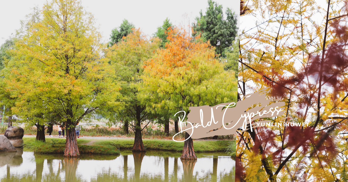 虎尾景點推薦 |青埔落羽松秘境，季節限定IG打卡熱點，搭配水池映襯超夢幻！