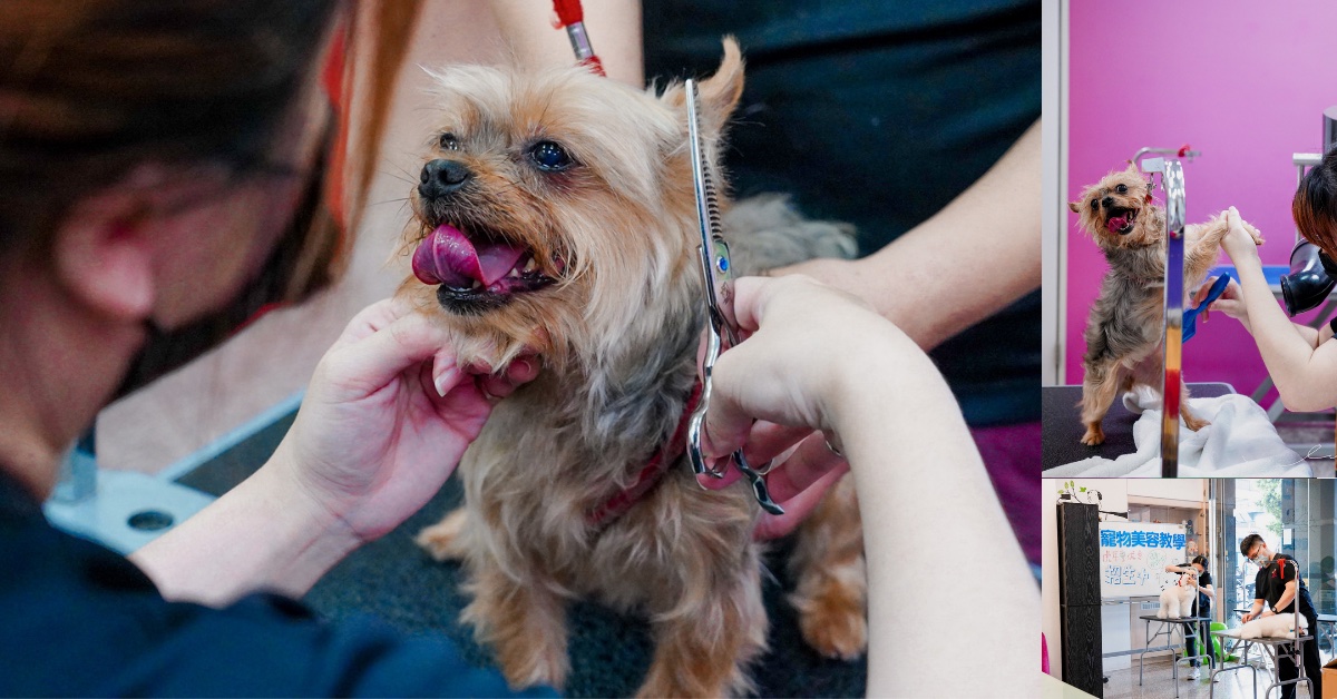 迪艾狗寵物造型沙龍 |台中南區寵物美容推薦，洗澡剪毛有耐心，還有帝大愛犬美容學院的專業考證照師資教學～