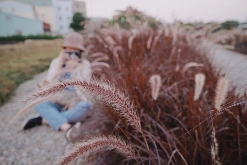 康橋河濱公園 || 台中大里景點，隱藏在公園內的浪漫魅力紫色狼尾草席捲IG景點版面，網美必來景點之一!