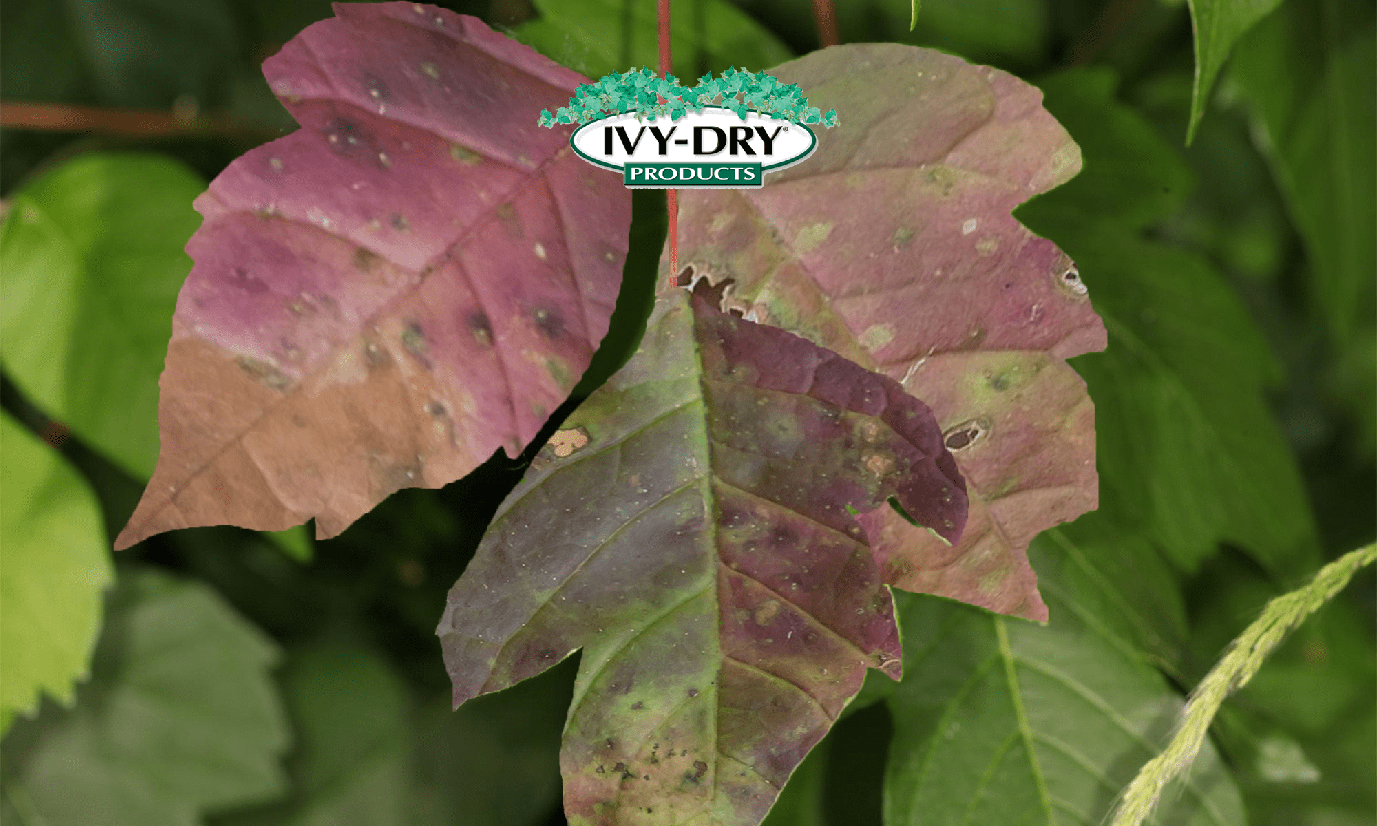 IvyDry Products The Most Effective Treatment Available for Rash and