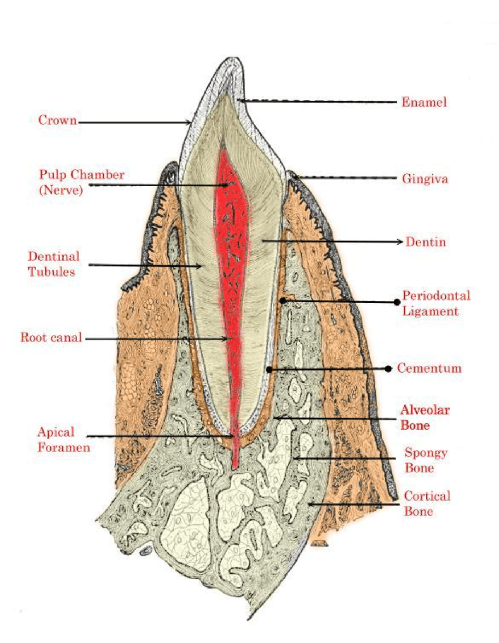 Dental Pulp Functions and Testing 5064 Words Critical Writing Example
