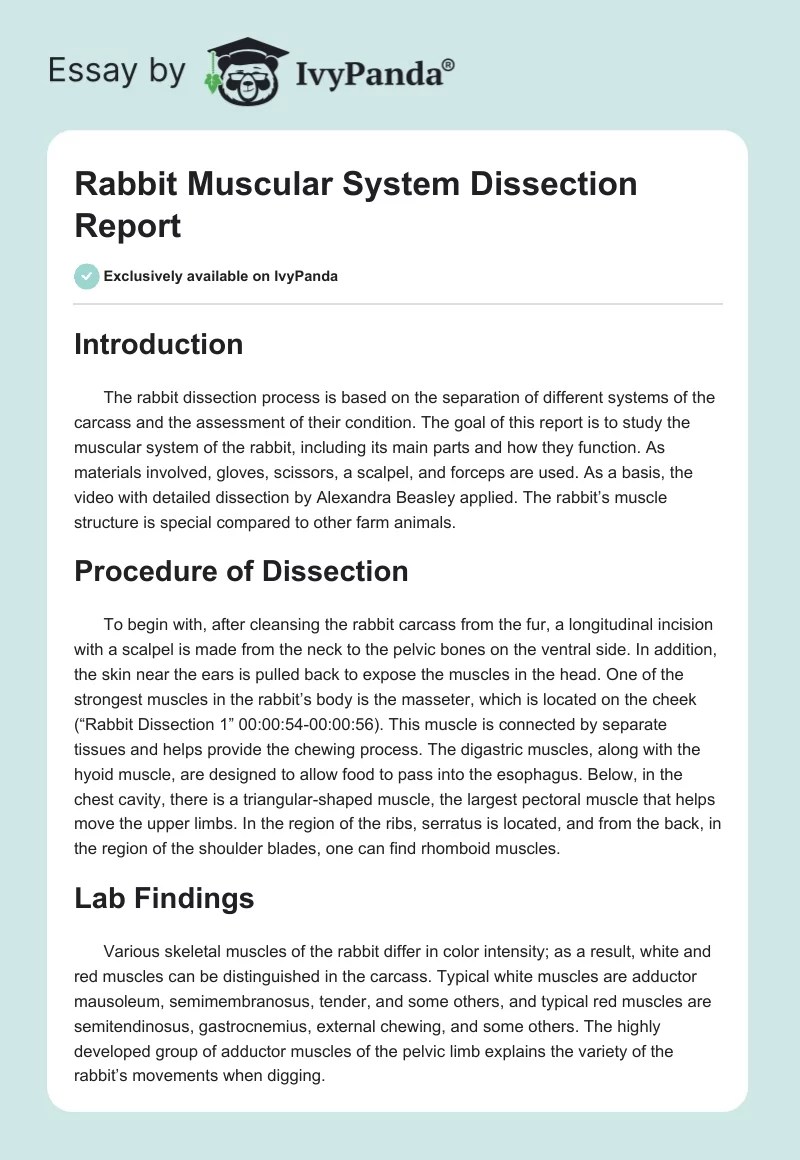 Rabbit Muscular System Dissection Report 360 Words Report Example