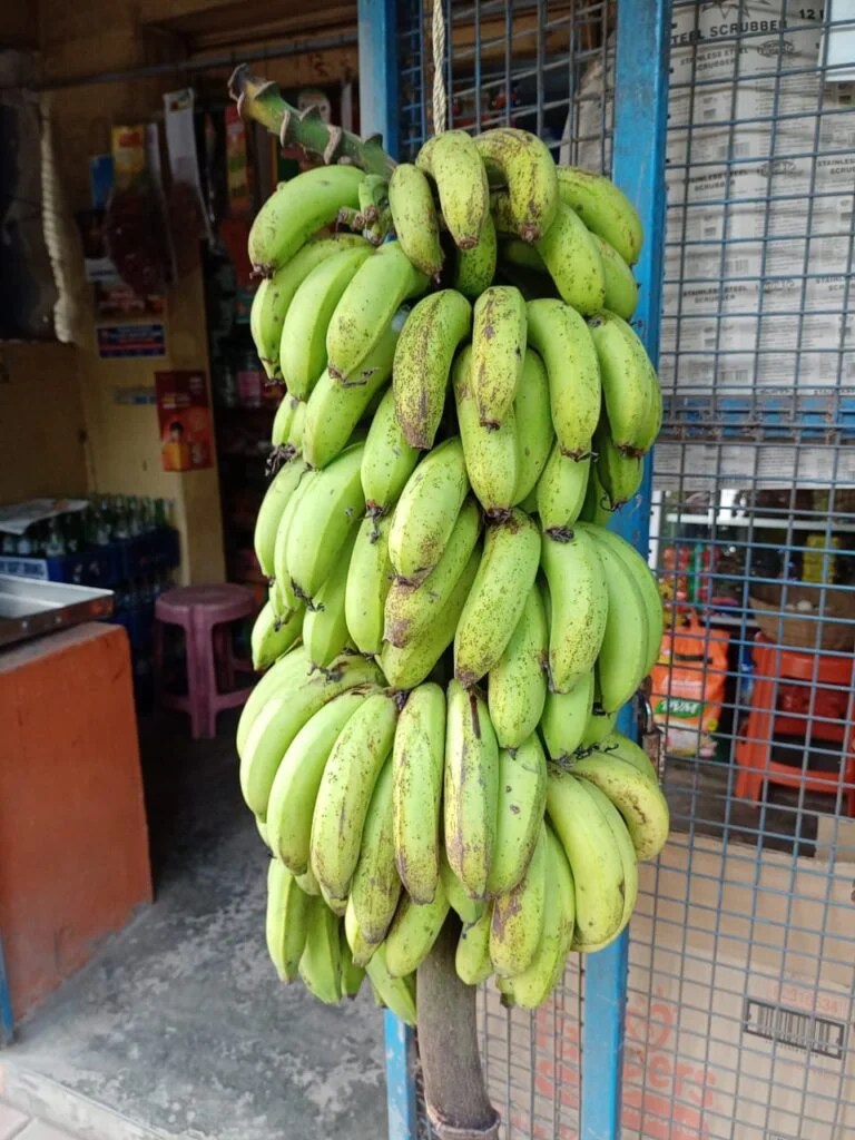 ROBUSTA (Banana) Ivy Paradise Plant Nursery
