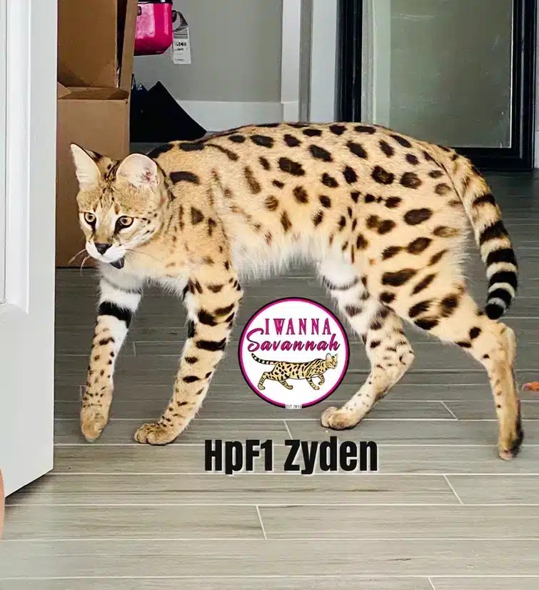 Why Are Savannahs So Expensive?