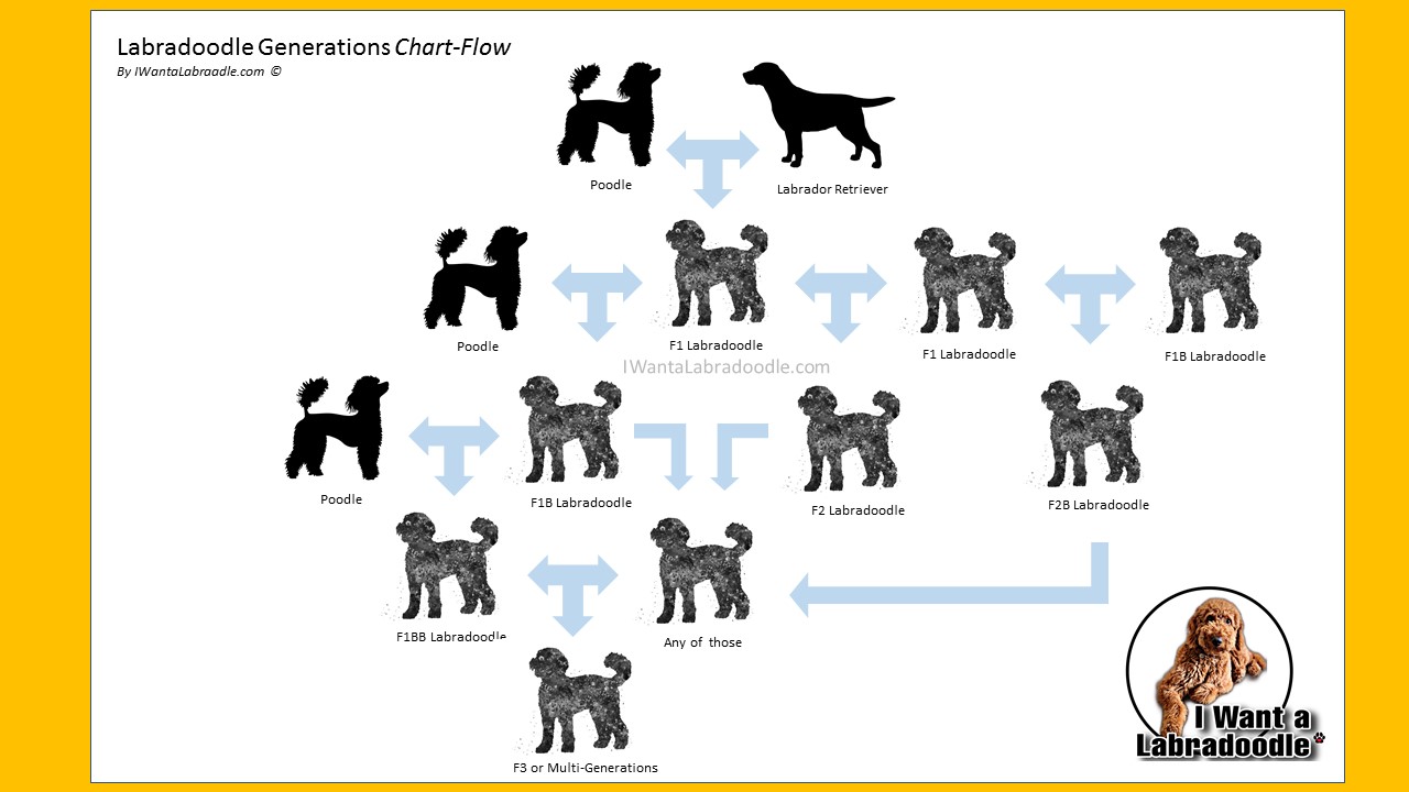 Labradoodle Generations ChartFlow I Want a Labradoodle