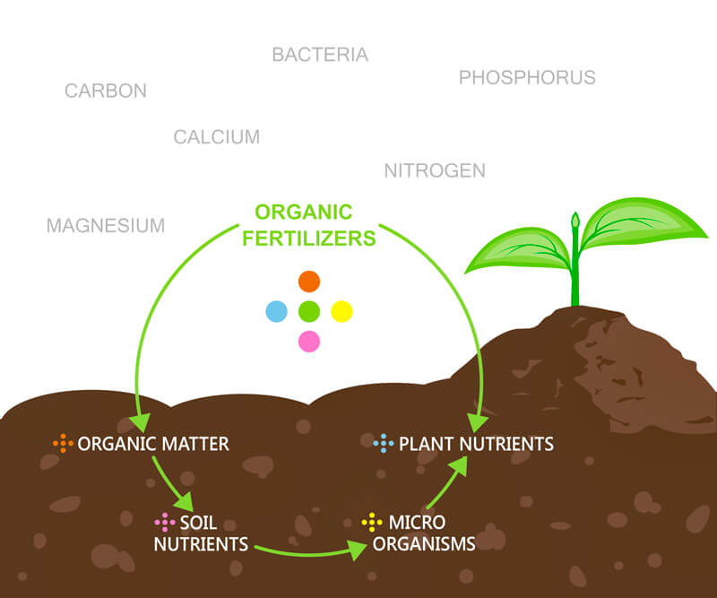 What Plants You Should Fertilize…and Why Green Grass Lawn Care Co.