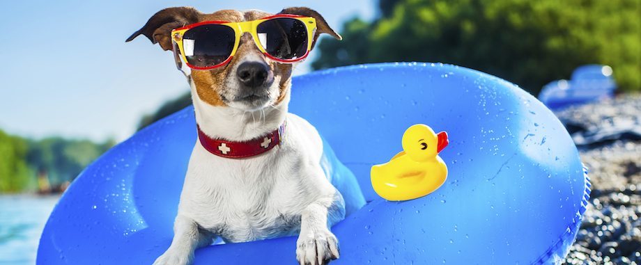 4 Practices to Keep Pets Cool This Summer I Want Smart