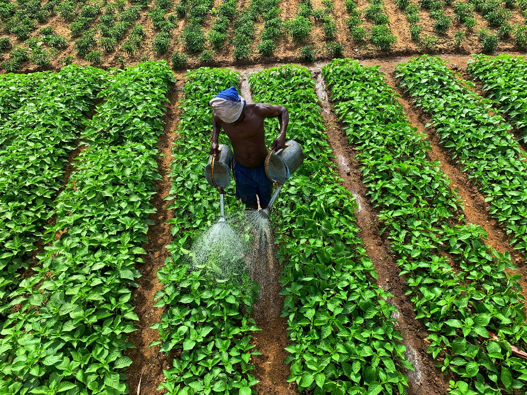 Photo by Medsile gardening, vegetable garden, field, agriculture