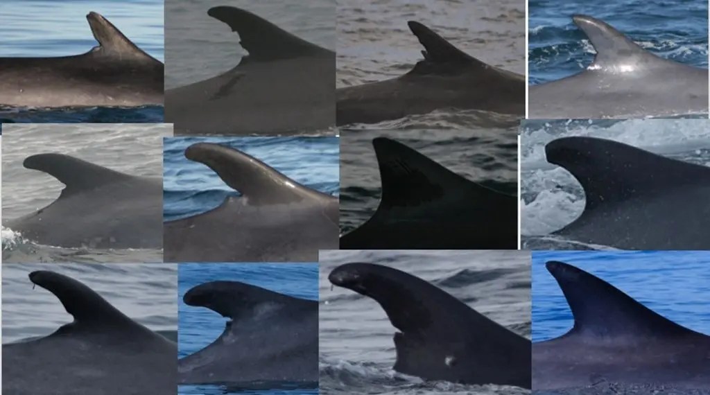Fin Whale PhotoIdentification Catalogue Irish Whale and Dolphin Group