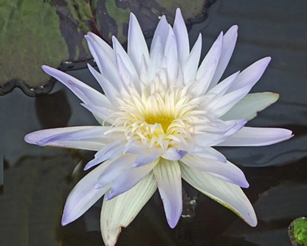 Aquatic Plant Photos International Waterlily & Water Gardening Society