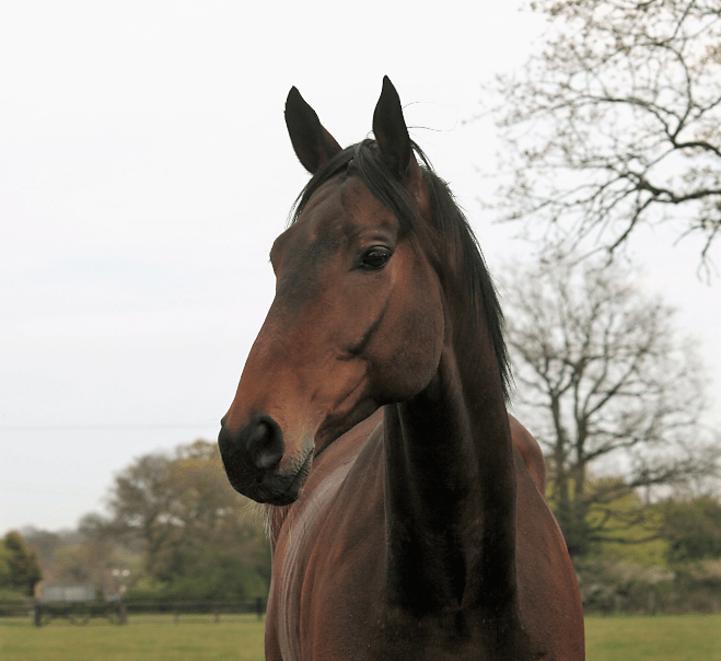 One More Fleurie Ian Williams Racing