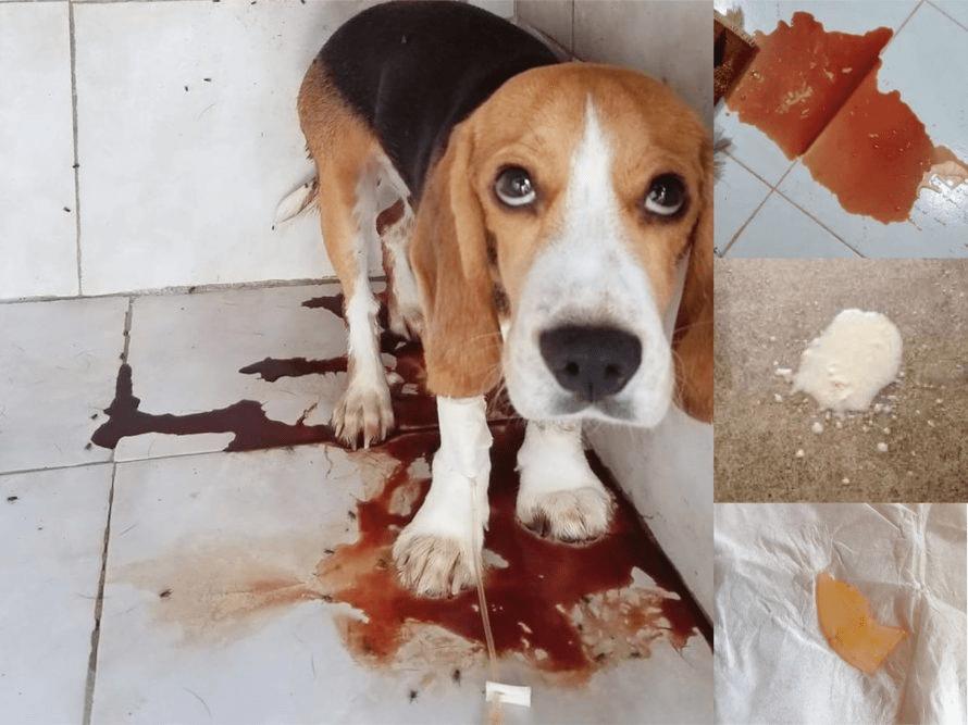 Thông tin kĩ thuật CHÓ BỊ PARVO