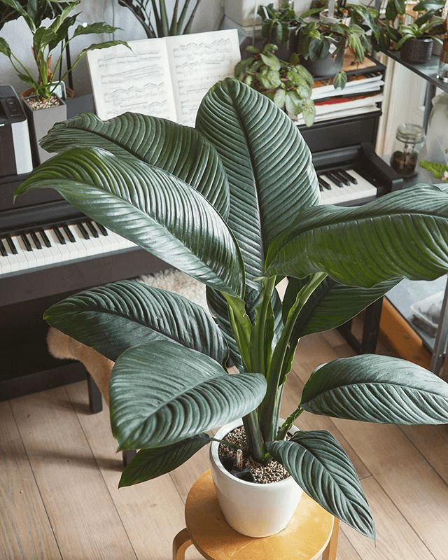 Spathiphyllum ‘Sensation’ Plant Care Guide Iya's Garden