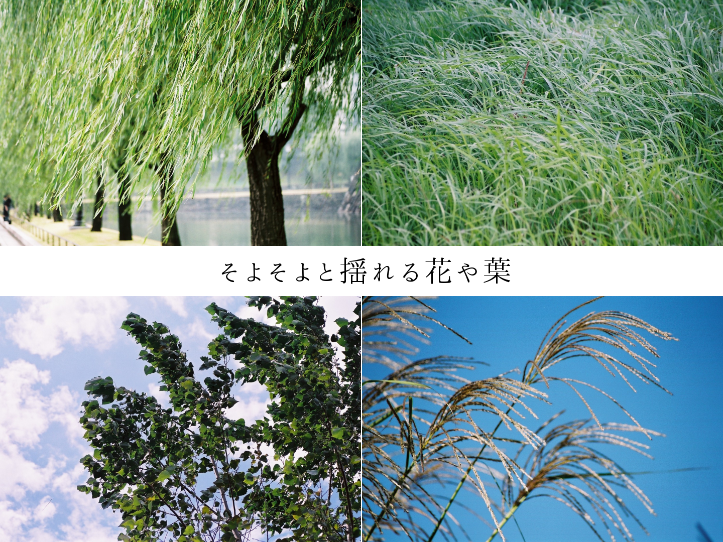 激安直営店 そよそよ 涼感寝具 【新品未使用】Atex - 寝具 - Www.marfan.fr 癒し憩い画像データベース / 文学と画像