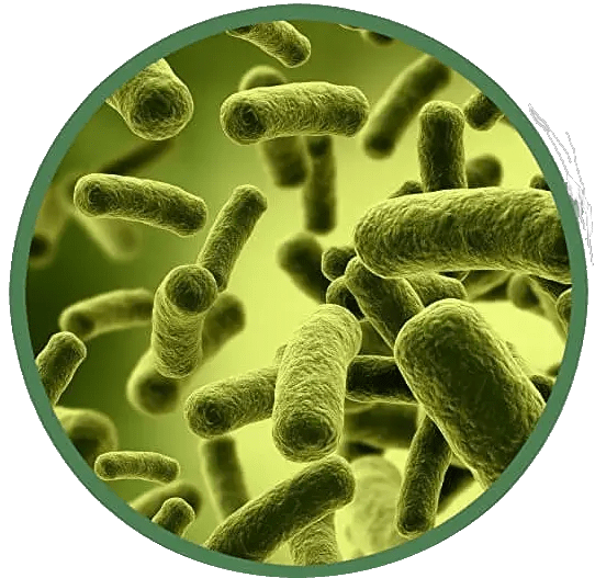 Symptoms of Yeast Overgrowth in Body Health Advisor