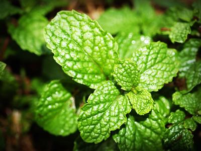 Best Uses for Peppermint Essential Oil - Health Advisor
