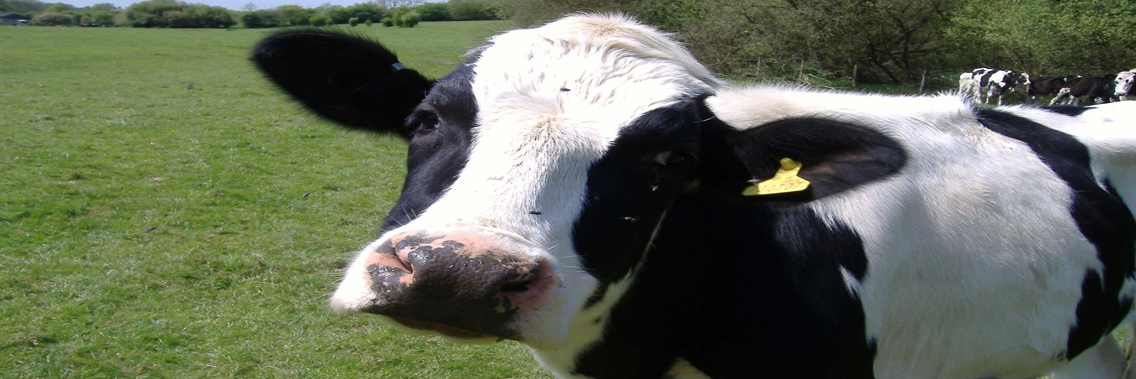 Got milk? » IzReaL