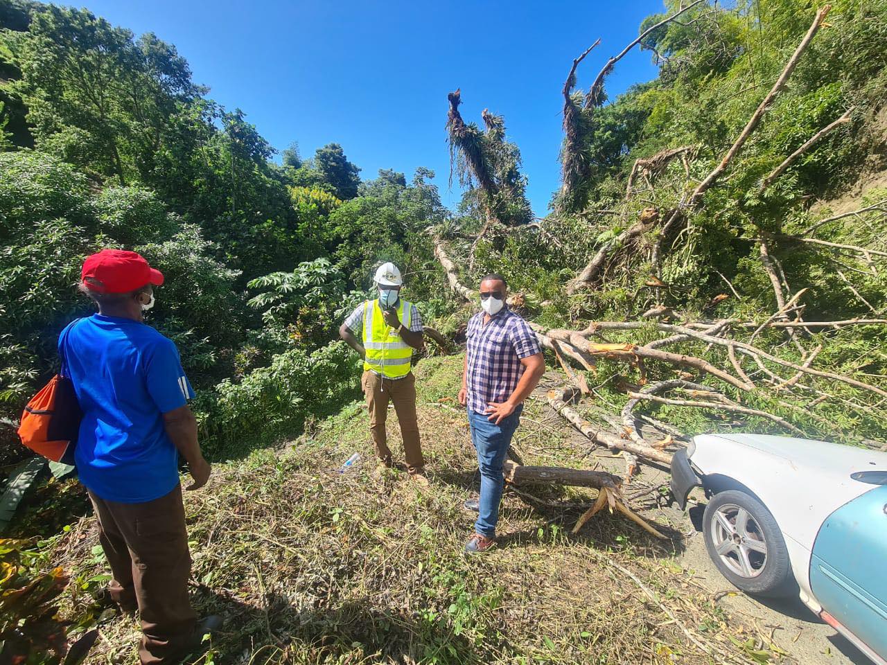 Historic silk cotton tree in Tobago uprooted IzzSo News travels fast