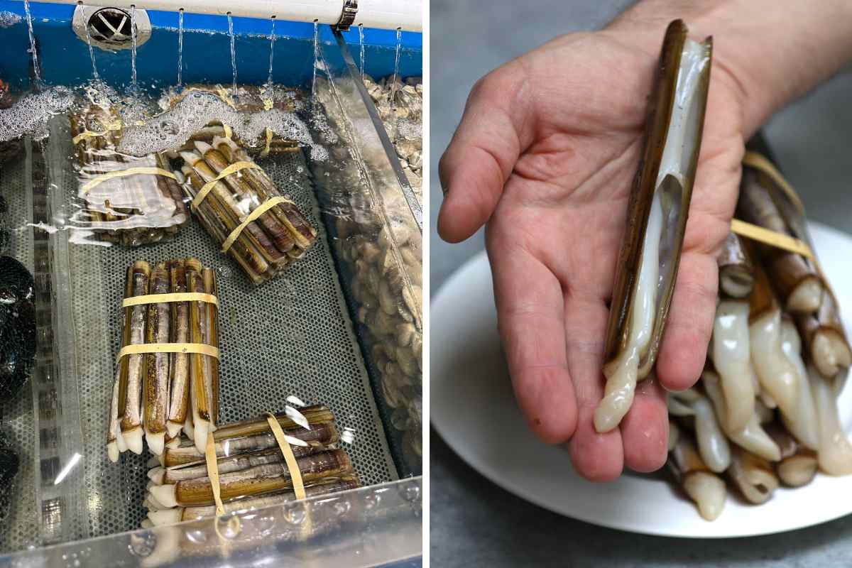 Easy Razor Clams IzzyCooking