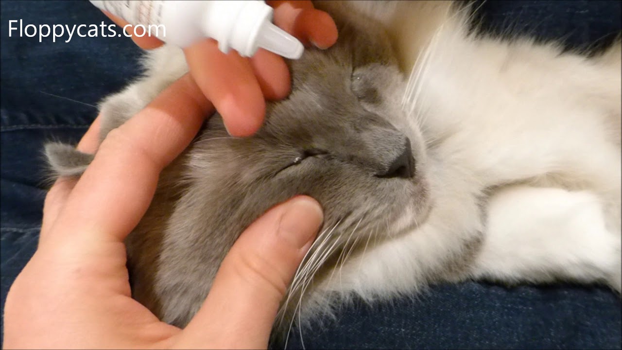 How To Give Eye Drops To A Difficult Cat wallciarkekagarise.pages.dev