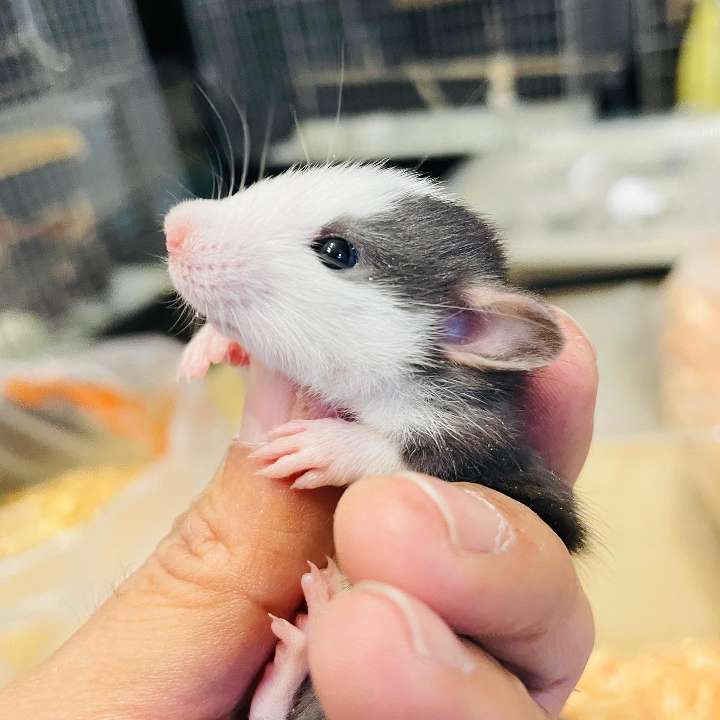 ファンシーラット の販売 ペットショップJaRep(ジャレップ) 神奈川県小田原市のペットショップ