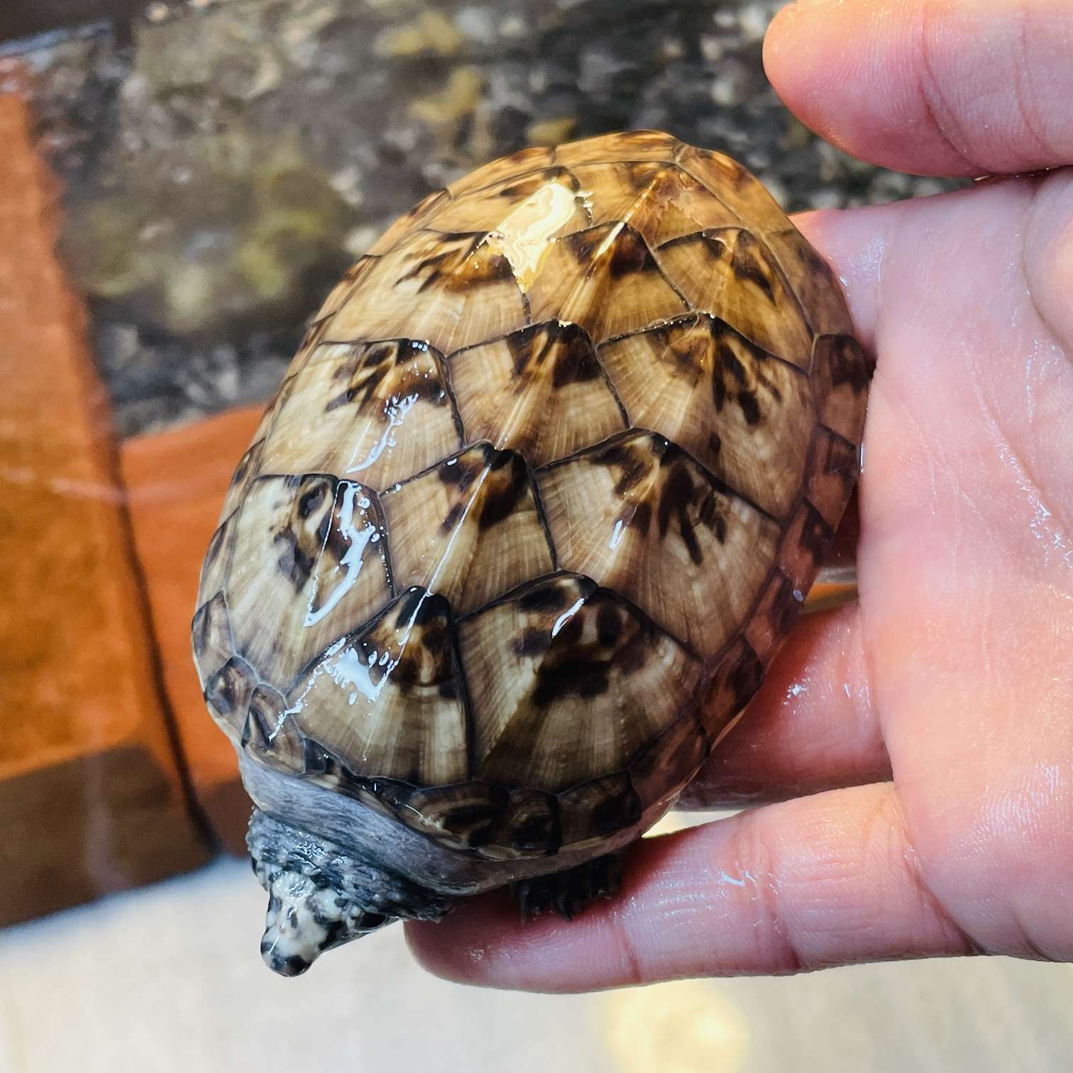 ジャイアントマスクタートルの販売 2024年 ペットショップJaRep(ジャレップ) 神奈川県小田原市のペットショップ