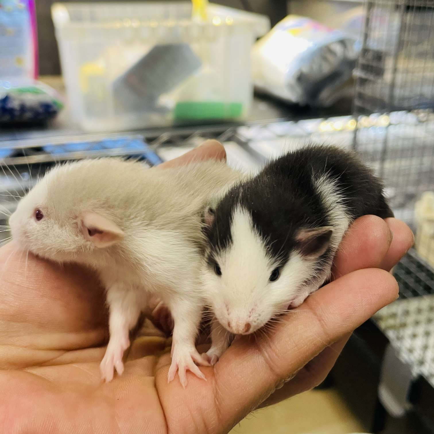 ファンシーラットの販売 2024年 ペットショップJaRep(ジャレップ) 神奈川県小田原市のペットショップ