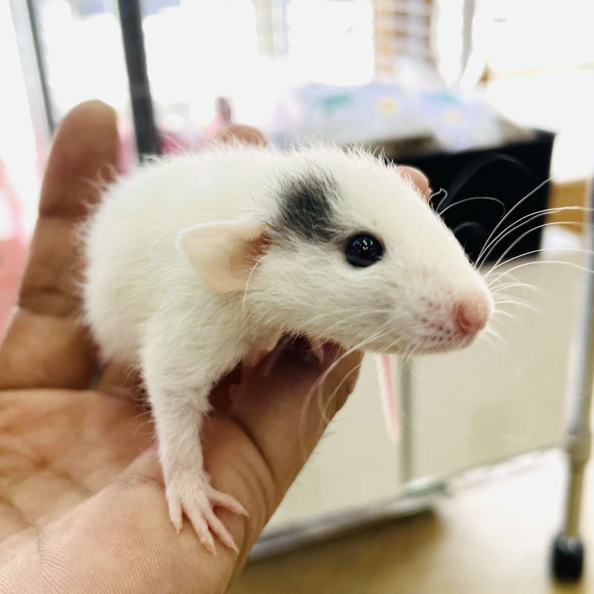 ファンシーラット の販売 ペットショップJaRep(ジャレップ) 神奈川県小田原市のペットショップ