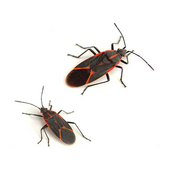Boxelder Bug Identification, Habitat & Behavior JaRoy Pest Control