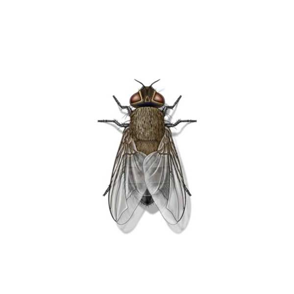 Cluster Fly Identification, Habitat & Behavior JaRoy