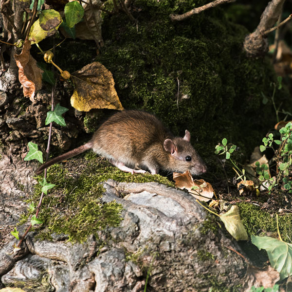Norway Rat Identification, Habitat & Behavior JaRoy