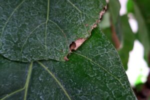 Can i put red wiggler worms in my garden? JacAnswers