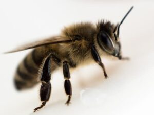 How long can a bee survive without food or water? JacAnswers