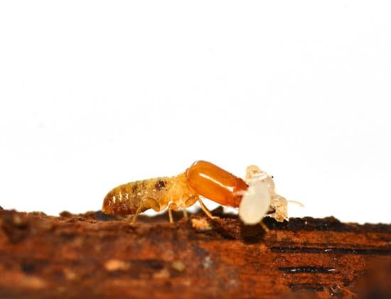 Do only termites eat rotten wood? JacAnswers