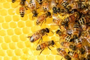 How long does honey last unopened? JacAnswers