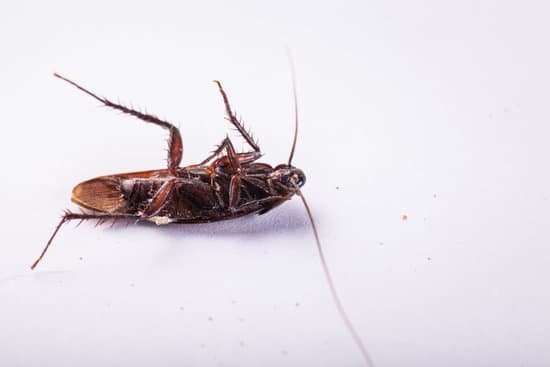 Can roaches get inside a xbox one? JacAnswers
