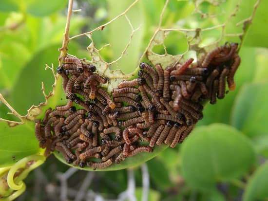 Can humans get worms from guinea pigs? JacAnswers